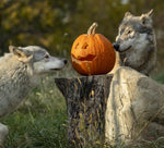 FF Add-On: Pumpkin Patch