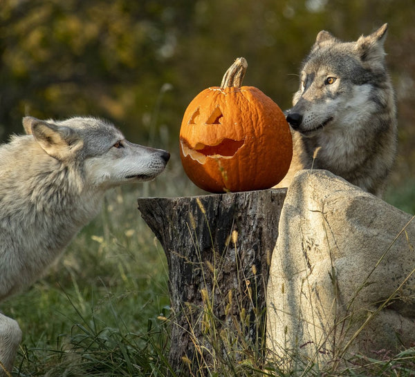 FF Add-On: Pumpkin Patch