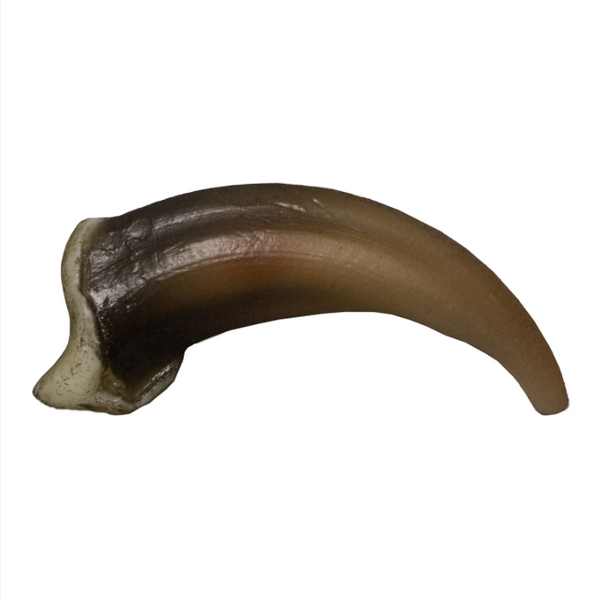 Replica Wolf Claw