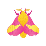 Protect Native Species Stickers
