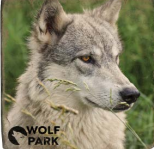 Wolf Tile Magnets